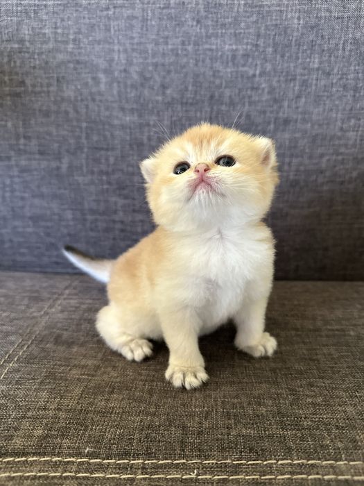 Шотландські кошенята