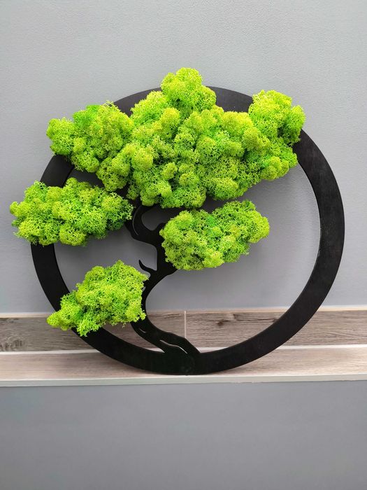 Drzewo bonsai - dekoracja, prezent chrobotek 40cm