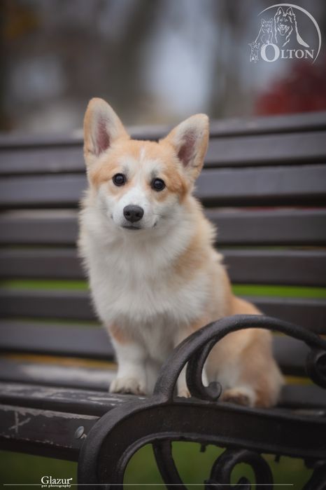 Справжня коргі Леді