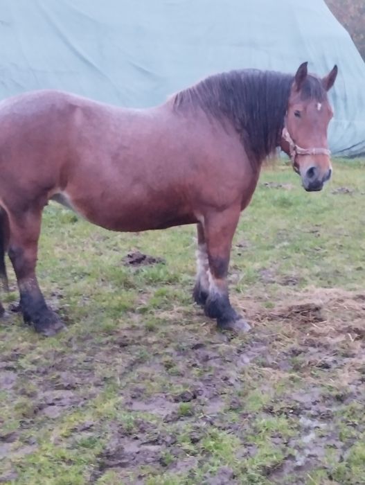 Klacz sztumska 81 pkt programowa