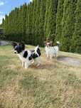 Papillon spaniel kontynentalny miniaturowy szczeniak