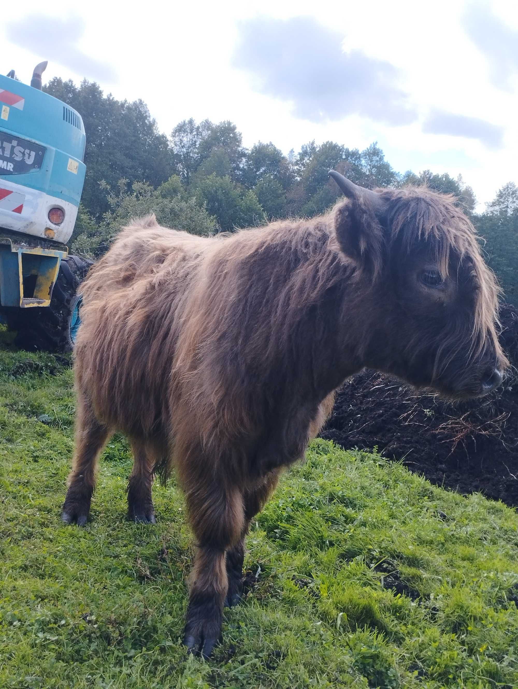 Bydło szkockie byki byk rozpłodowy krowy szkockie highland