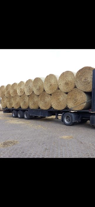 Słoma z zbiorów  2025 słoma z pszenicy pszenżyta, jęczmienia