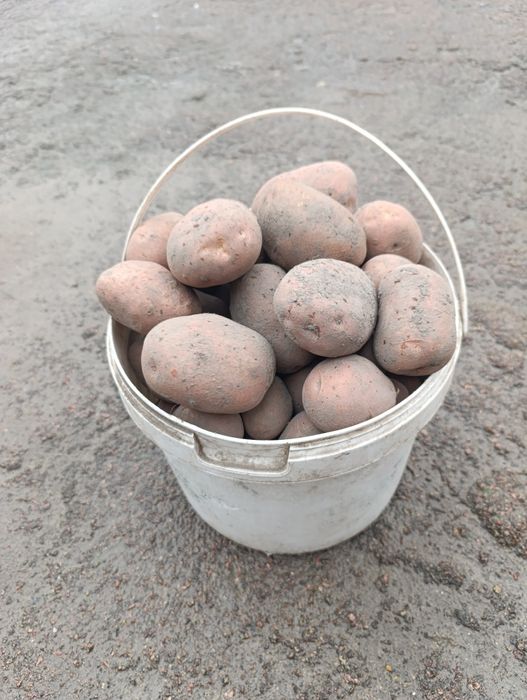 Велика картопля Белла роса. Є доставка.