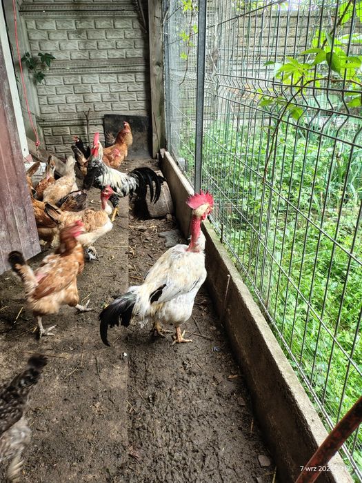 Kury ozdobne goloszyjki