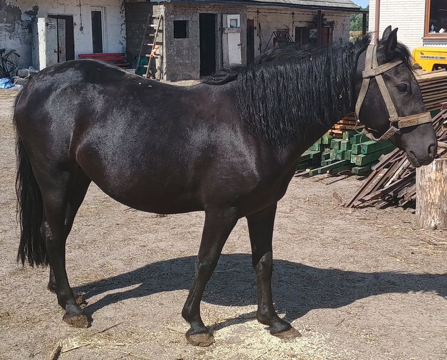 Klacz kara Zimnokrwista