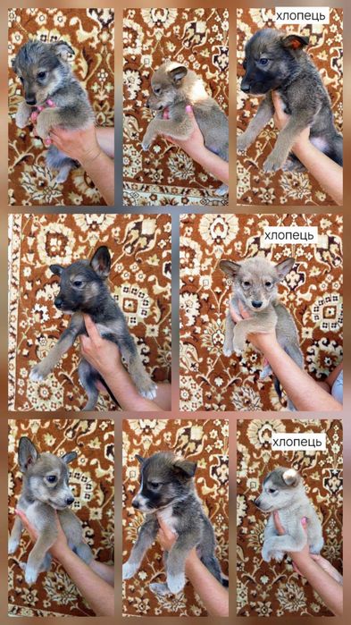 Домашні улюбленці