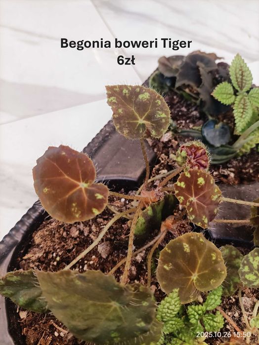 Begonia, Syngonium, Peperomia
