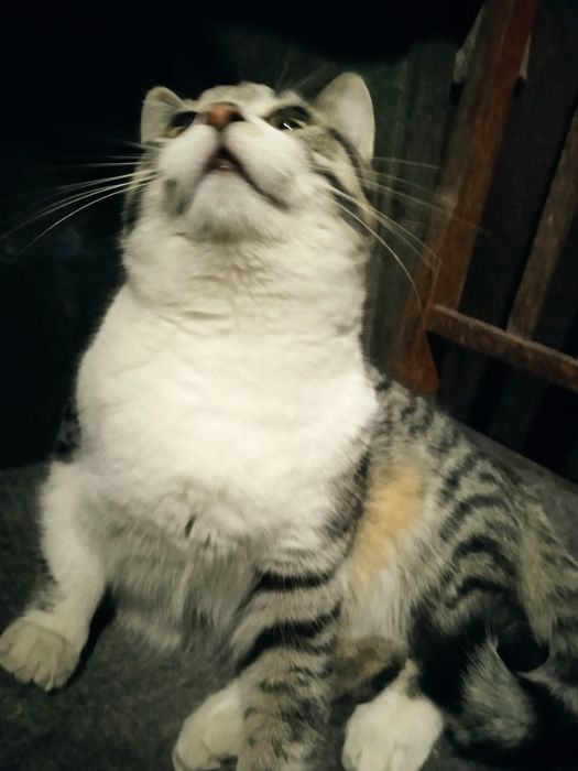 Віддамо котика в добрі руки