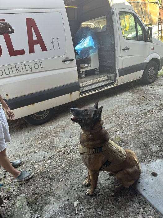 Кобель малінуа шукає сучку для вʼязки