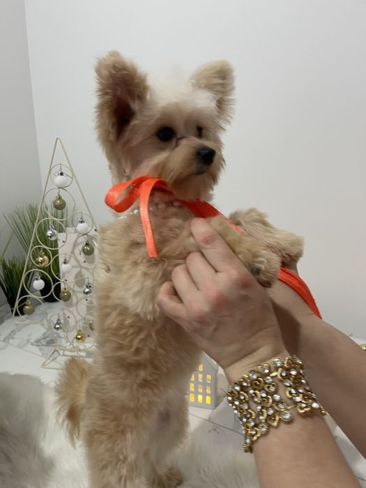 Помапу — Дівчатка, які змінять вашу реальність