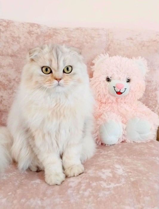 Ооочень ласковый котёночек Серебристый шиншилла фолдик