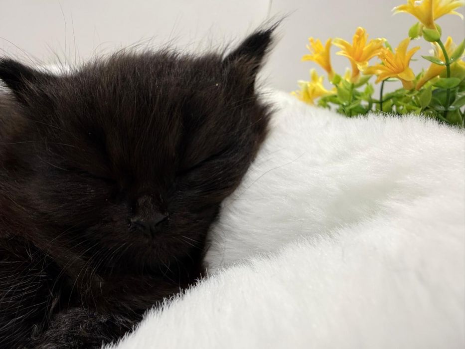 Catinhos Procurando família