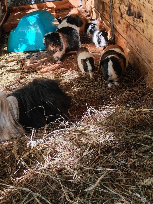 Sprzedam świnki morskie tanio. tel pięć 0 trzy cztery 6 pięć cztery 88