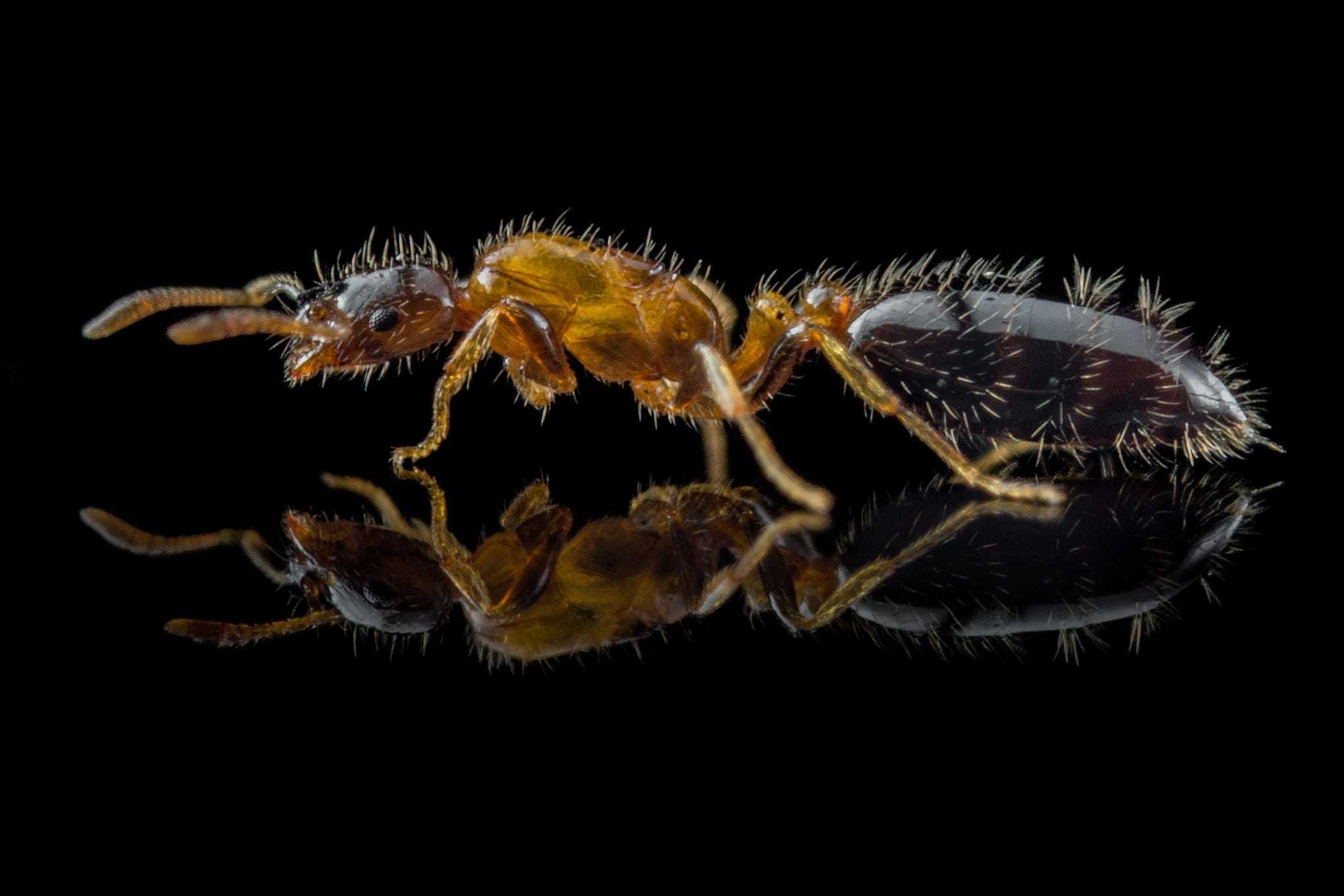 Mrówki - Monomorium floricola - agresywne