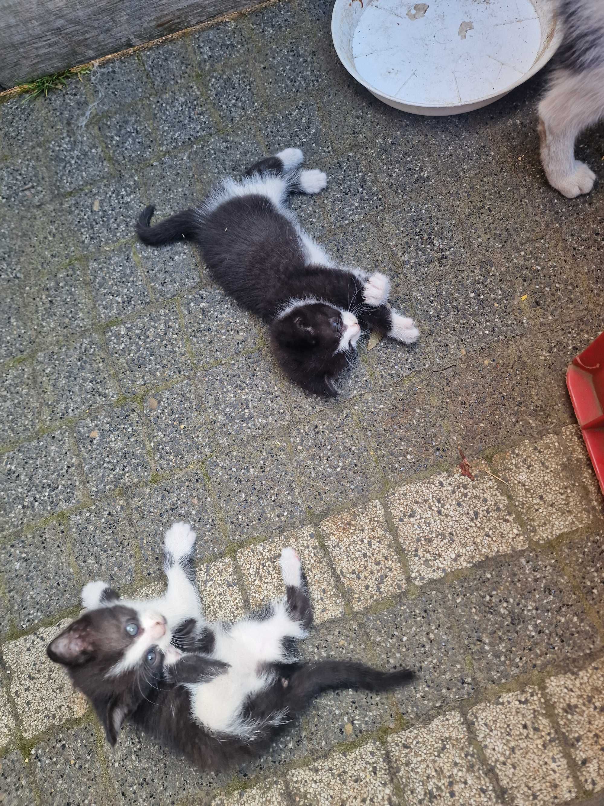 Oddam kotki w dobre ręce  2 kotki i kotek