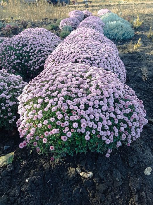 Продам кущі хризантем