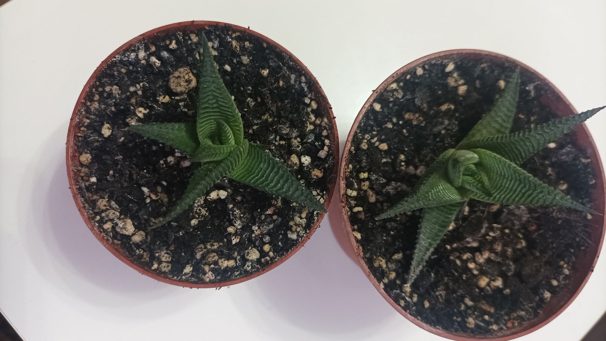 Haworthia limifolia