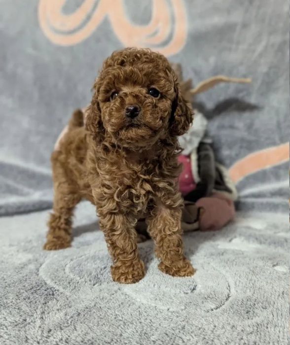 Малиш той пудель .на подарунок "