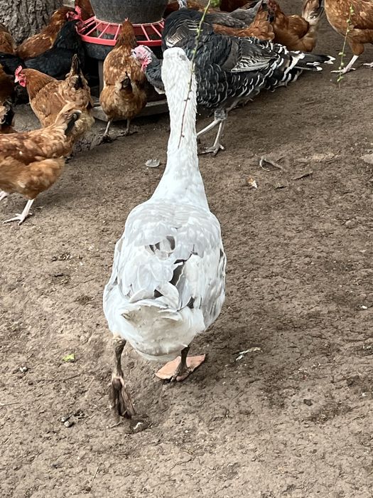 Gęś z tego roku i 2 z tamtego roku