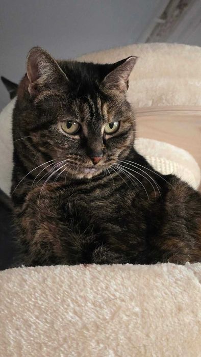 Cudowna kotka szuka domu - Cynaderka poleca się do adopcji.
