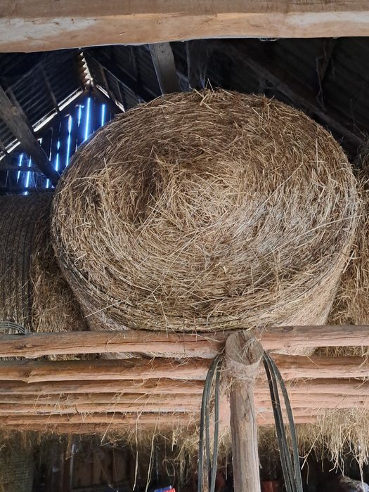 Sprzedam siano..