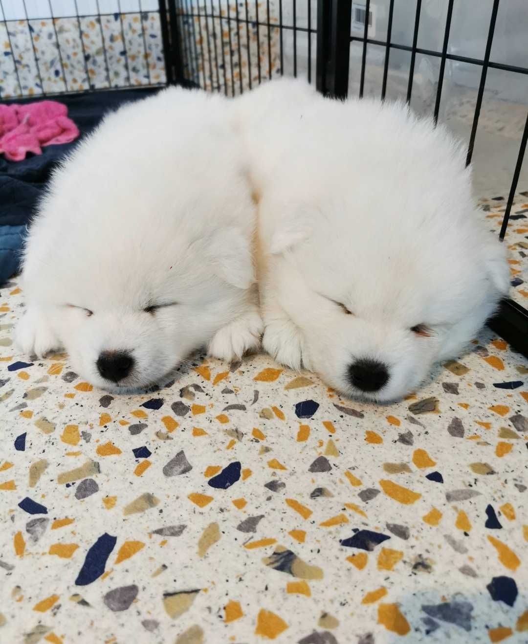 Szczenię samoyed śliczny chłopiec samiec samoyed rasowy