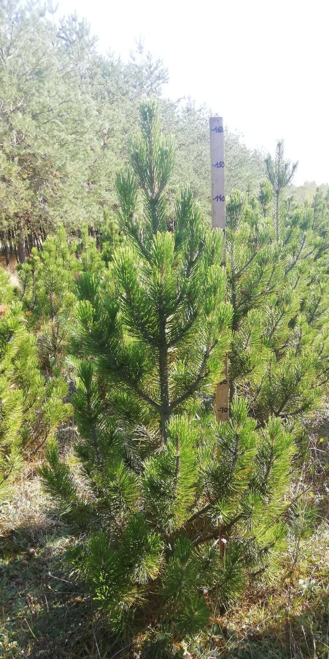 Sosna bośniacka ozdobna piękna, sadzonki, okazja, pinus leucodermis