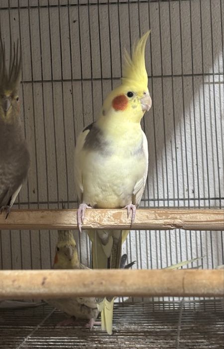 Caturras algumas aves de exposição