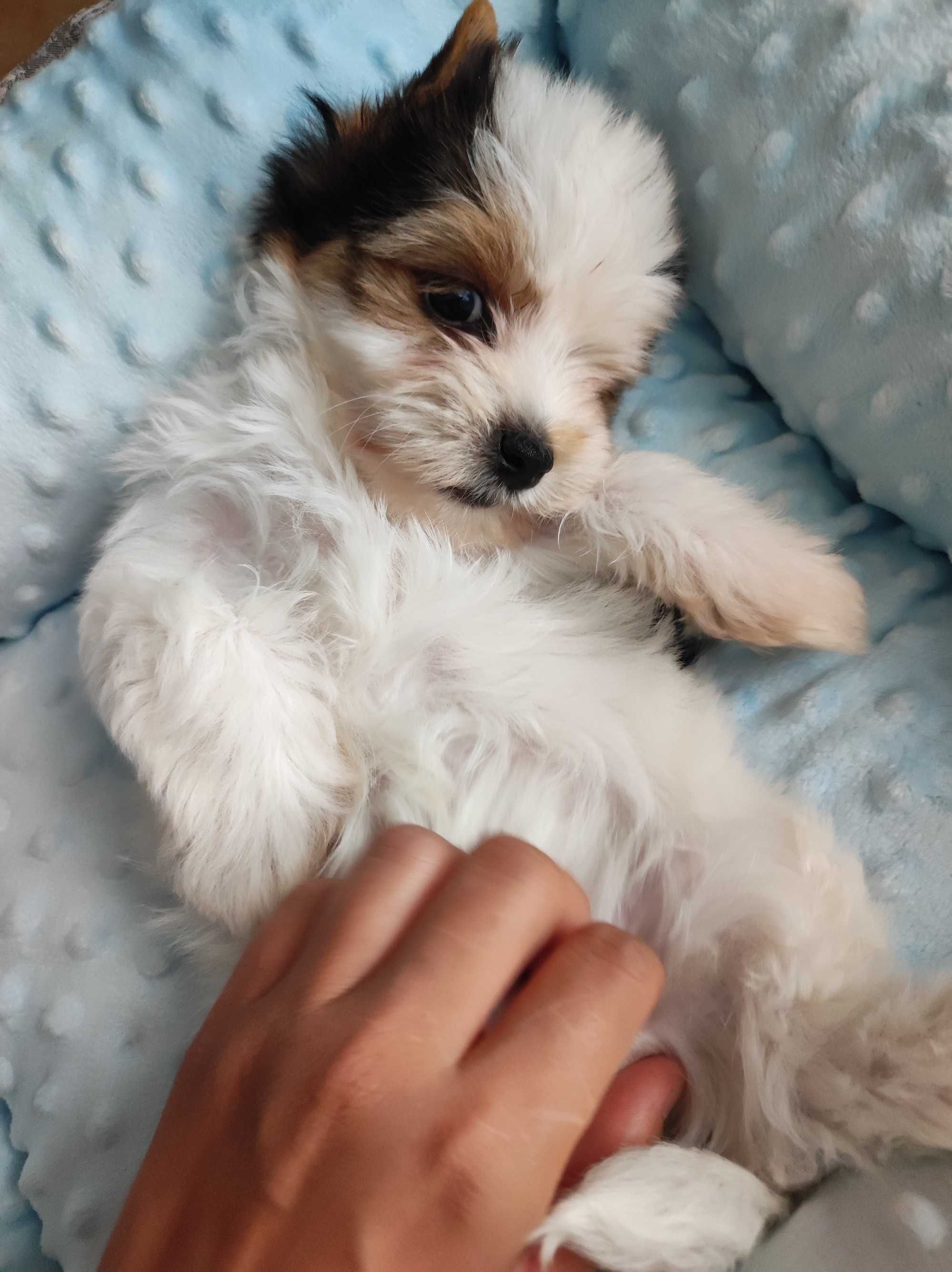 Yorkshire terrier
