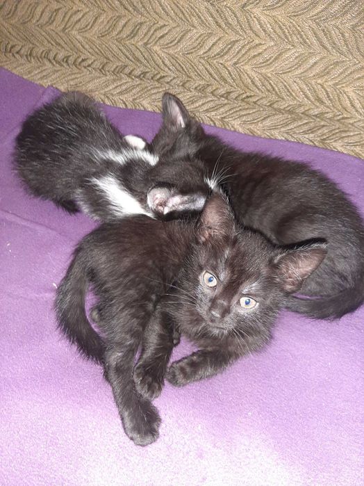 Віддам кошенят (  дівчата)