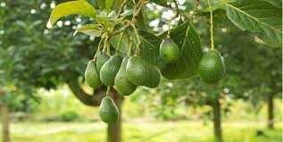 Pera abacate fruto conhecido pelos seus benefícios cardiovasculares.