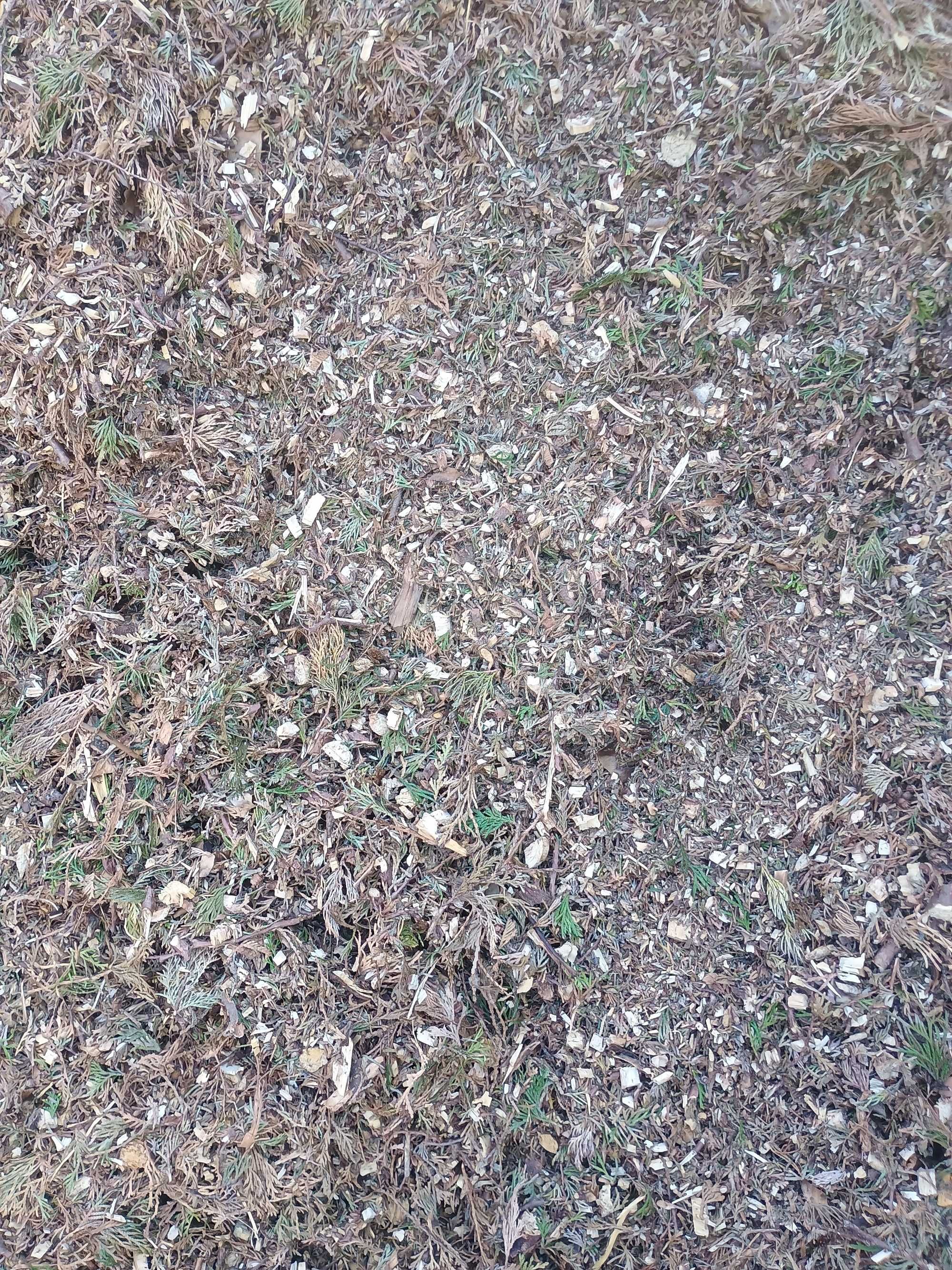 ZRĘBKA OGRODOWA! Liściasta, Iglasta,  Owocowe! 100L