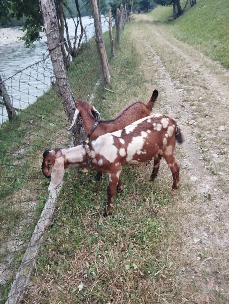 Продам цапа Англо- нобійскій