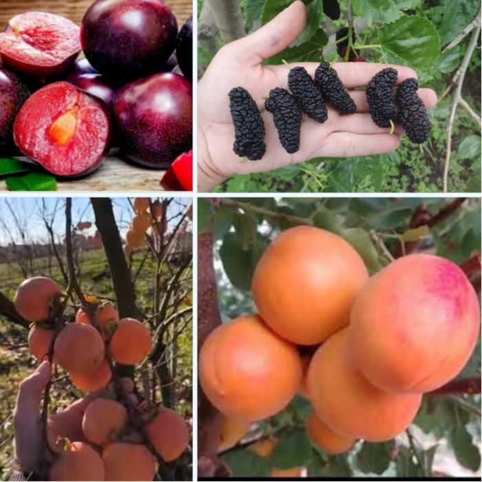 Черенки, живці, чубуки плодових дерев, ожини, смородини, винограда