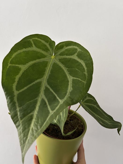 Anthurium Clarinervium e Magnificum