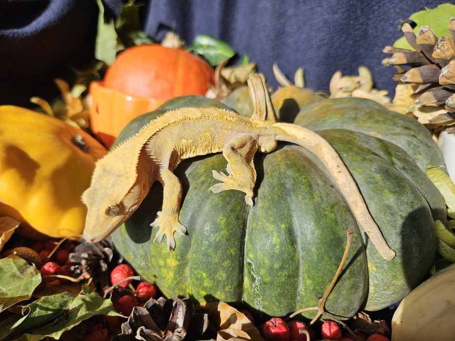 Gekony orzęsione duże.