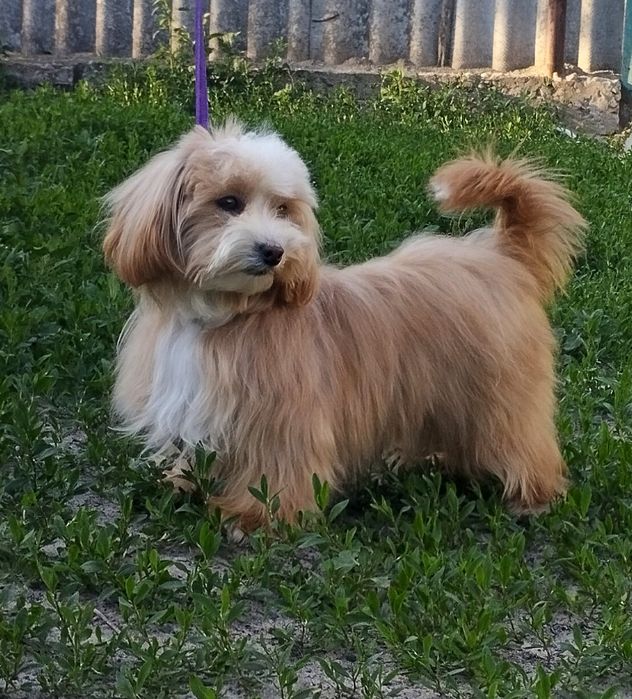 Мальтипу F1 мальчики взрослые