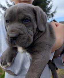 Cane Corso piesek FCI