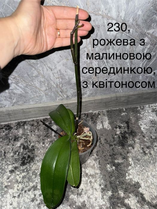 Орхідея домашня з дітками, квітоносами