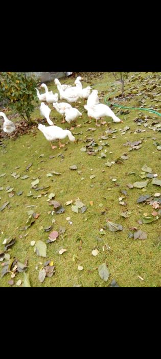 Gęsi, kury, kaczki, przepiurki