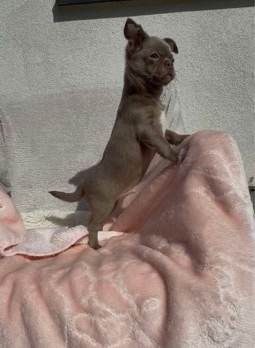 Chihuahua lilowy chłopiec przepięknej urody