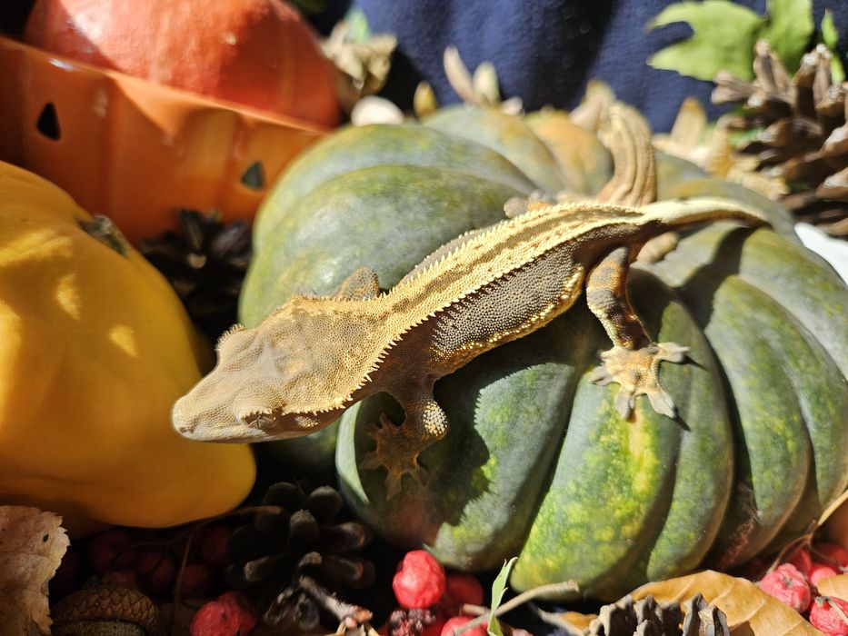 Gekony orzęsione duże.