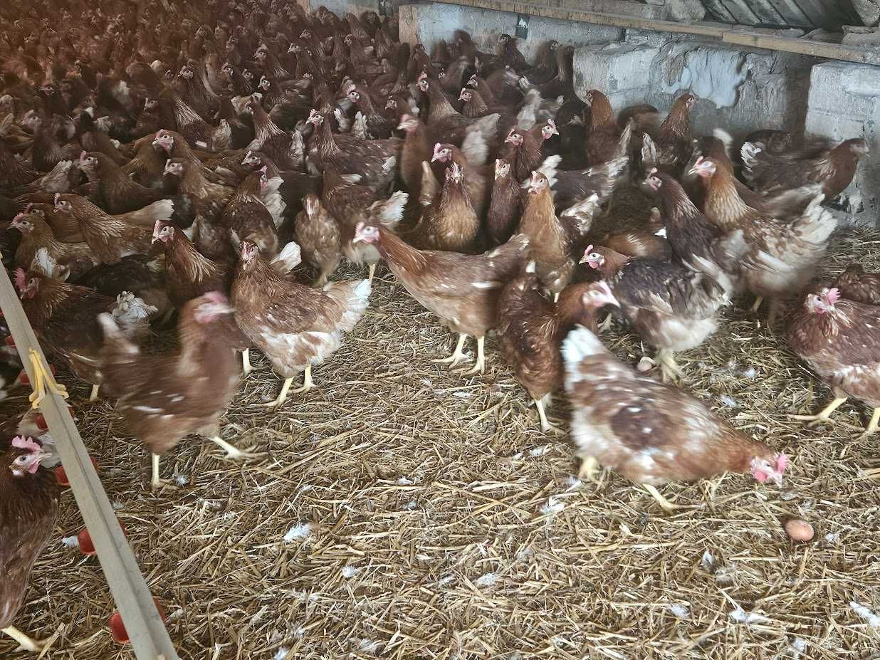 Kurka nioska Tetra brązowa z jajkiem dostawa Gratis