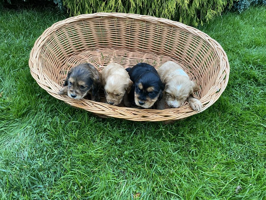 Szczeniak Cocker Spaniel Suczka