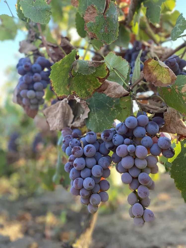Віддам виноград безкоштовно Ізабелла Лідія