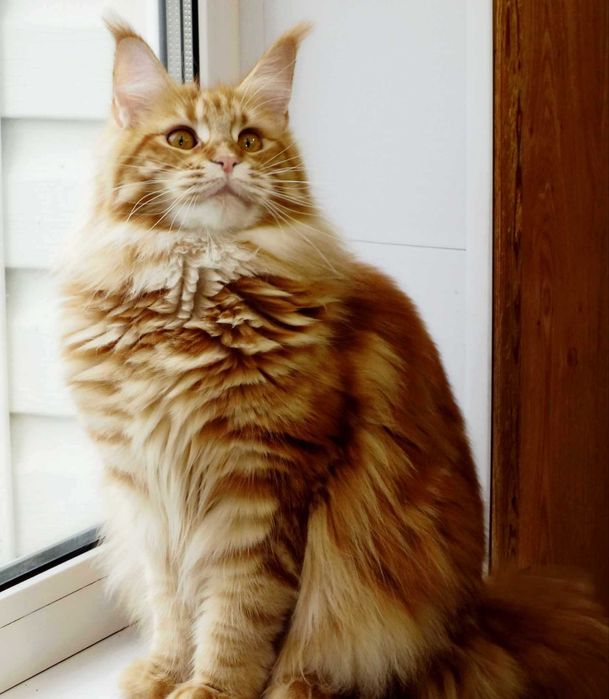 Кошка мейн кун 1 год.Днипро