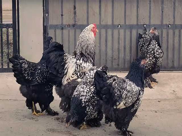 Курчата та інкубаційне яйце  Брами золото, срібло, темна.