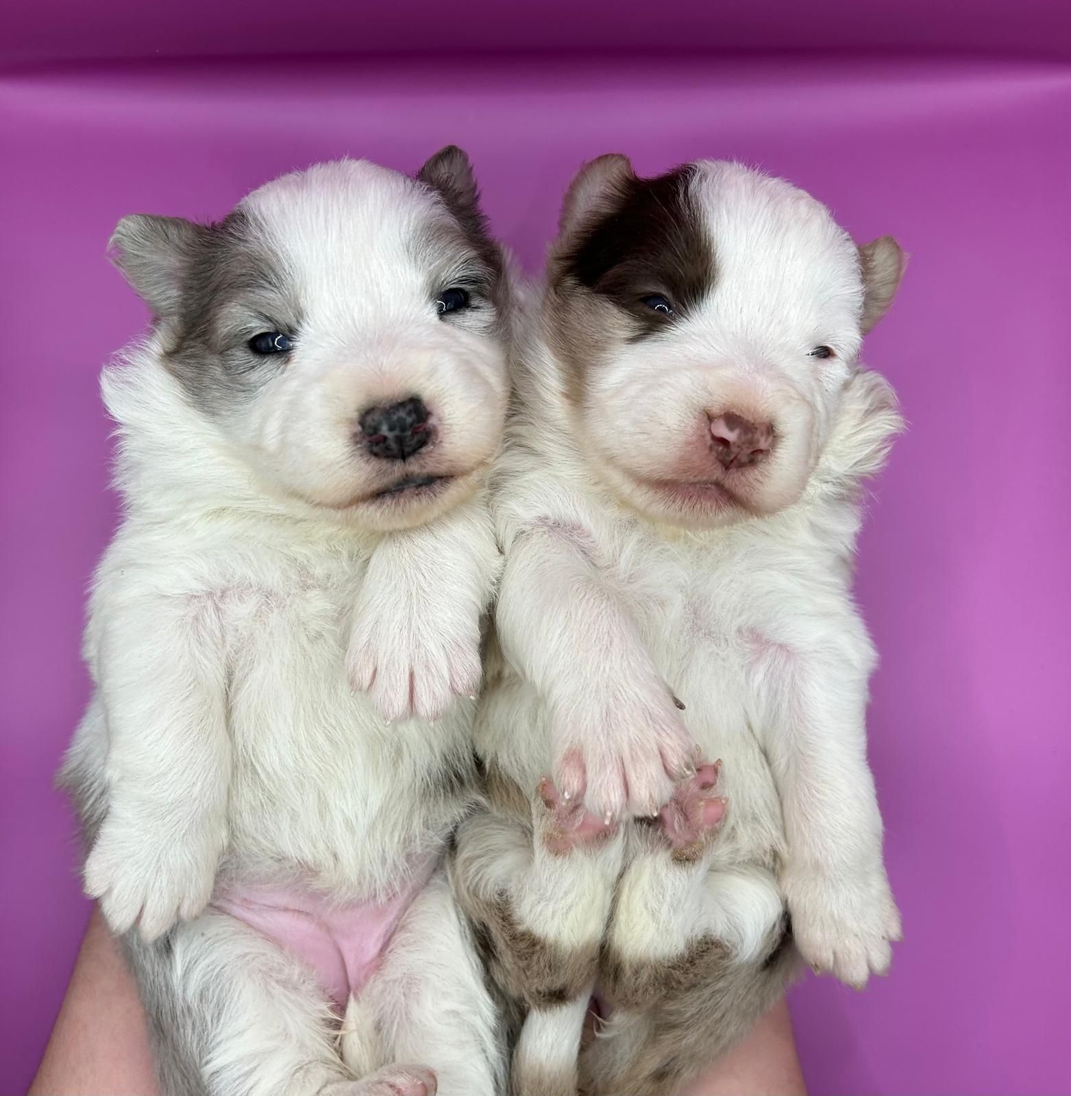 Border Collie wyjątkowo piękna suczka red merle z rodowodem
