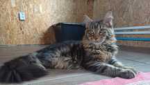 Maine Coon kotka  może opuści już hodowlę n22 rodowód FPL